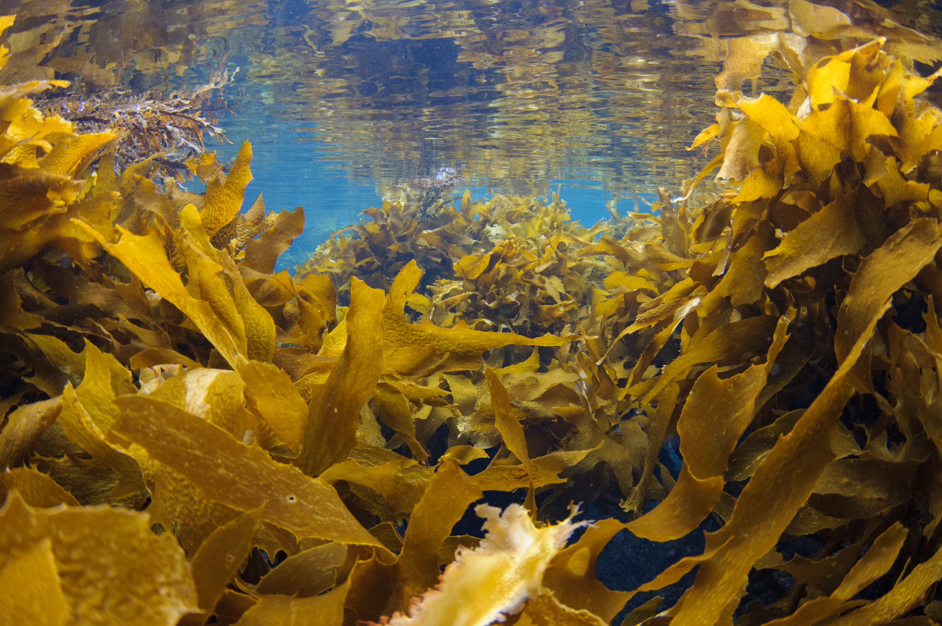 _DSC8904 – new, zealand, new zealand, nz, crispin, poor, knights, marine, reserve, scene, scenic,  cave, underwater, light, irene, dec16, kelp, seaweed, ambient